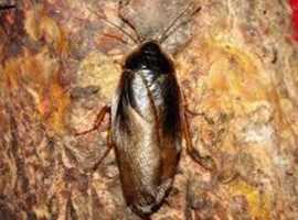Friendly cockroaches for sale