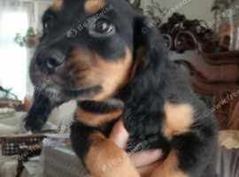 2Black and Tan Cocker Spaniel Puppies