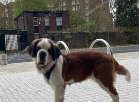 Saint Bernards Bitch