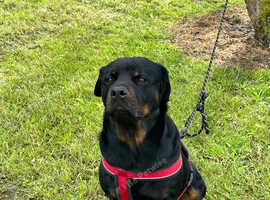 5yr old female Rottweiler cross for rehoming