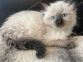 LAST BOY's /GIRL!READY NOW HCM/PKD Stunning ragdolls ready now