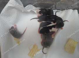 Dumbo fancy rat pups