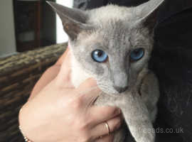 1 year old blue point female for sale not neutered