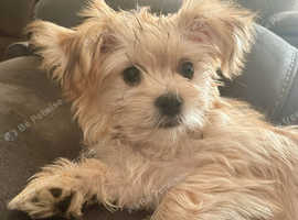 5 Month gorgeous Chorkie girl pup