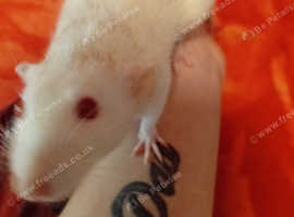 2 female rats
