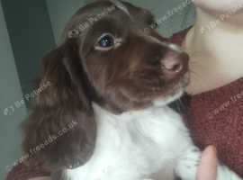 Sprocker puppies for store sale north east