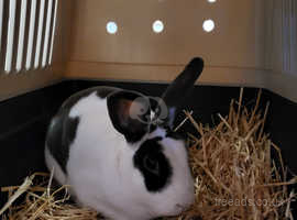 Range of Rabbits for Rehome