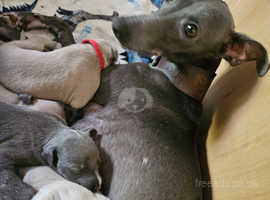 4 beautiful kc registered blue/fawn whippet pups