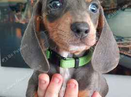2 male dachshunds
