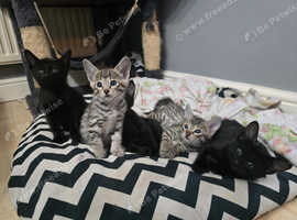 F4 Savannah Kittens - Brown Spotted & Melanistic