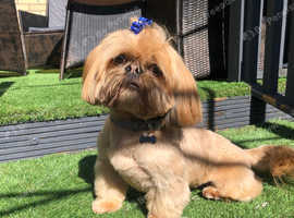 Shih tzu stud near sales me