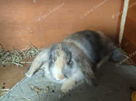 Beautiful lop 8 weeks