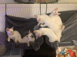 RARE Extraordinary Sphynx/Siamese Kittens for sale! 3 girls, 2 boys