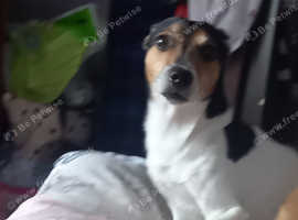 Colourful Jack Russell pups