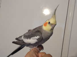 Young Tame Cockatiel