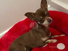 Red chihuahua store puppies for sale