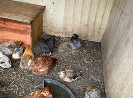 Mixed hens for sale