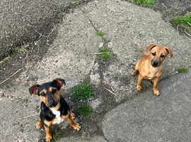 2 patterdale cross jack Russell