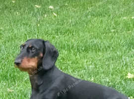 Dachshund Puppies Black and Tan