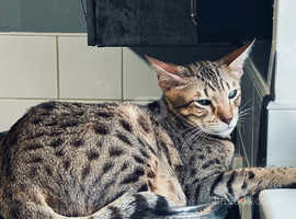 Serval for sale cheap near me