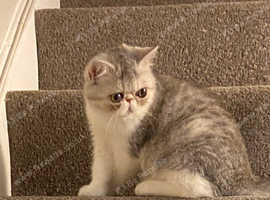 Colorpoint Shorthair In Guernsey Pets Freeads