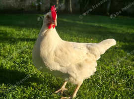 2 Egg Laying Hens