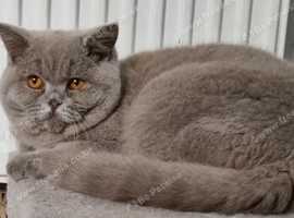 Lilac male British shorthair