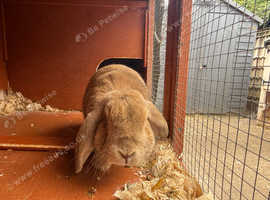 A boned pair of rabbits looking for forever home