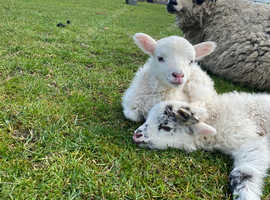 Lambs available at weaning- ideal pets/lawnmowers