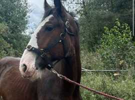 Quality big filly
