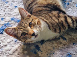 FOR SALE - Nala - grey & white tabby - 2 years old