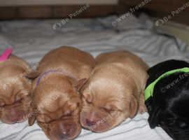 New Arrivals! Cockadore x Yorkie