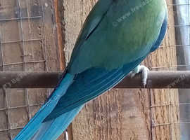 Ringkneck male