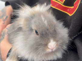 Baby rabbit for sale