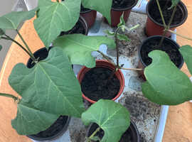 Runner beans