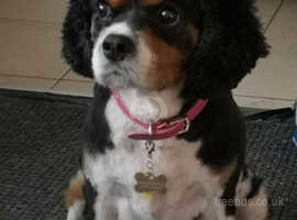 Cavalier King Charles Spaniel Dogs Puppies Wanted In Wigan