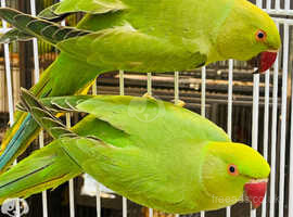 6 months old Indian ringneck parrot Port Lincoln