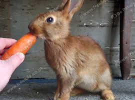 red female belguim hare.