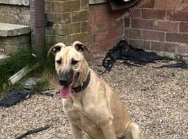 Lurcher pup