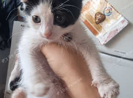 Free kittens