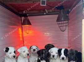 Bandog pups