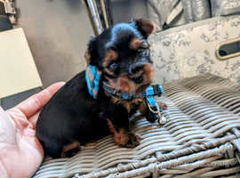 Dog for Adoption - Gucci, a Yorkshire Terrier Yorkie in North Sea