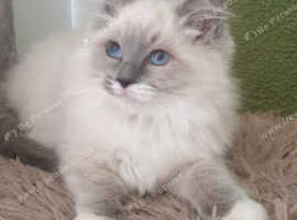 Beautiful GCCF Registered Ragdoll Kitten.