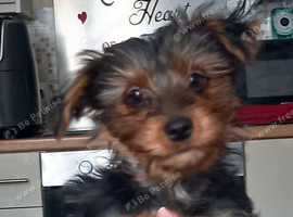 yorkie puppy 10 weeks