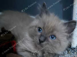 Ragdoll kittens 2 male and 2 female