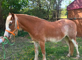 Beautiful Roan Registered 2 year old Welsh section C filly