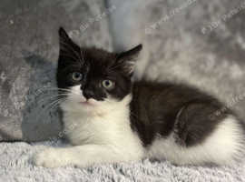 Kitten for sale Bradford