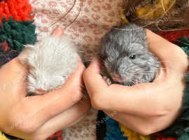 Two believer angora pedigree baby boys