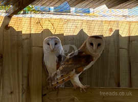 Barn owl pair