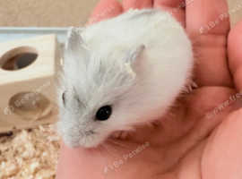 Russian dwarf hamster For sale